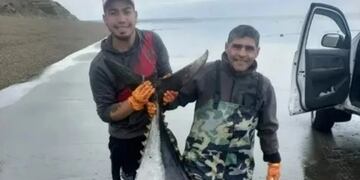 Los pescadores de Río Gallegos encontraron un atún de más de 250 kilos.