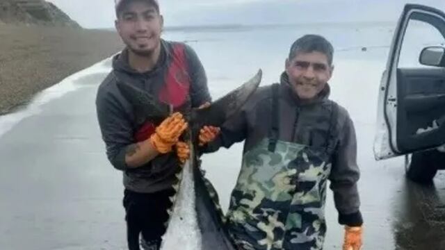 Los pescadores de Río Gallegos encontraron un atún de más de 250 kilos.