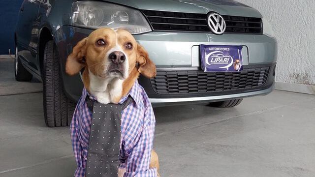 La historia detrás de la agencia de autos mendocina que es "atendida por perros".
