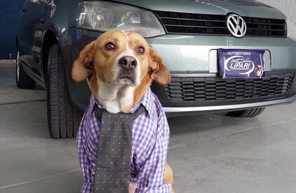 La historia detrás de la agencia de autos mendocina que es “atendida por perros”: “Nuestro sueño es crear un refugio”
