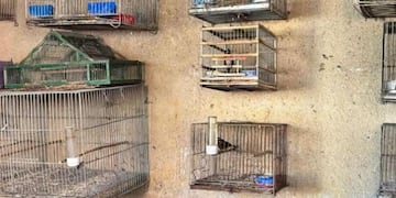 Secuestraron aves exóticas en el interior de Córdoba.
