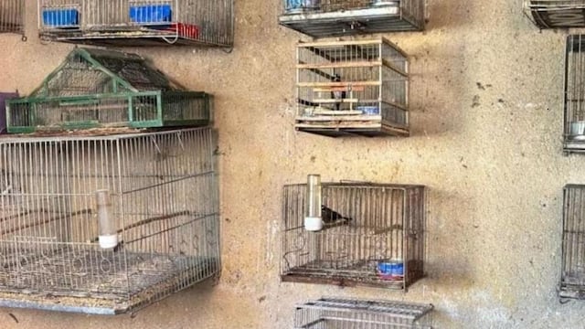 Secuestraron aves exóticas en el interior de Córdoba.
