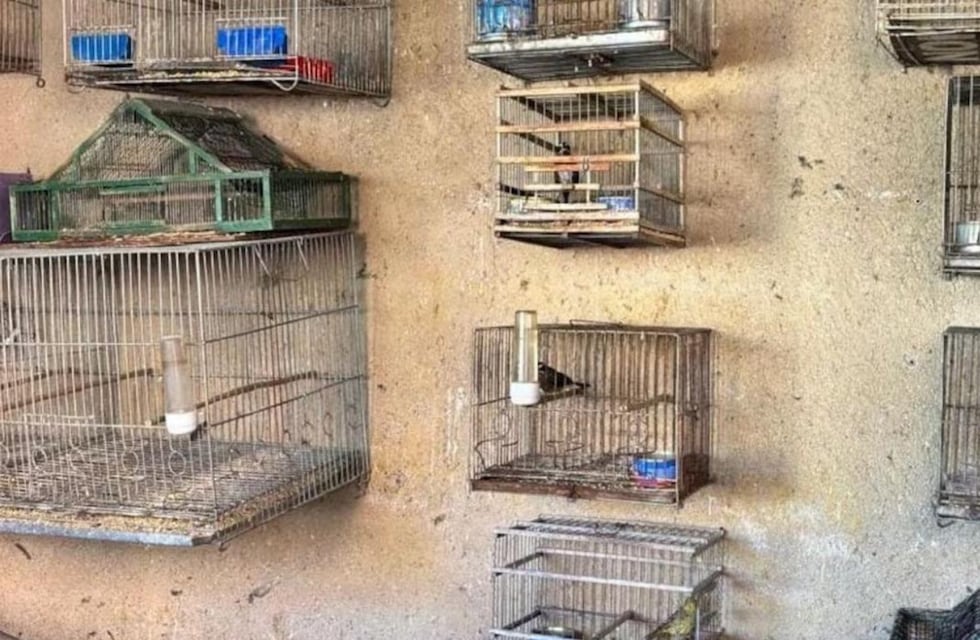 Masivo secuestro: encontraron más de 90 aves exóticas en el interior de Córdoba