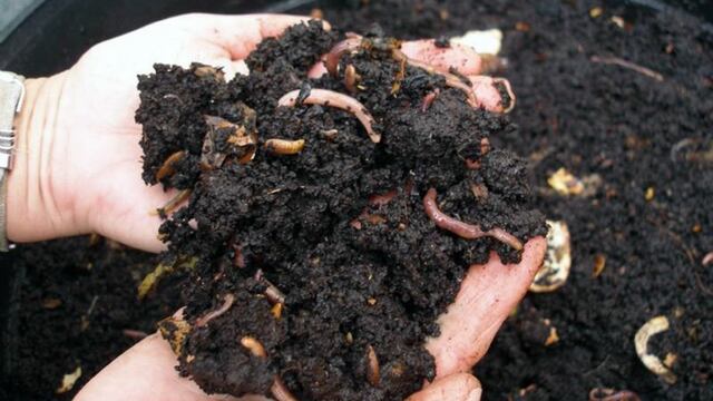 Lombrices, esenciales para tener un buen compost