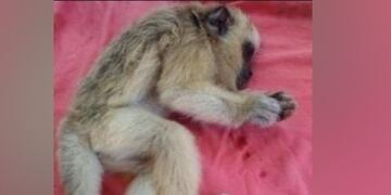 Un mono carayá fue atacado a piedrazos en Candelaria.