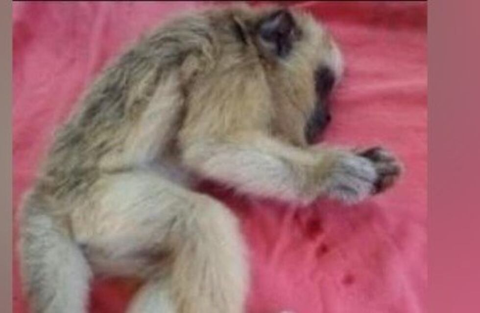 Un mono carayá fue atacado a piedrazos en Candelaria