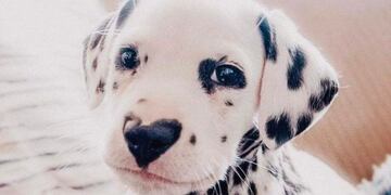 El inesperado encuentro en la localidad de Malvinas Argentinas que se hizo viral.