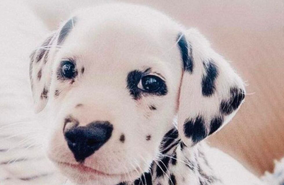 “Para mí, los dálmatas son más chicos”: el viral de un joven que se cruzó un enorme animal en Córdoba