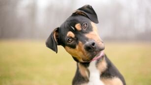 Su perro causó un grave incidente y deberá pagar una cifra millonaria por eso.