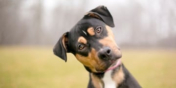 Su perro causó un grave incidente y deberá pagar una cifra millonaria por eso.