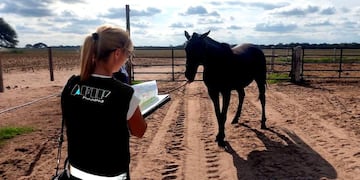 Está en la mira la importación de caballos de polo