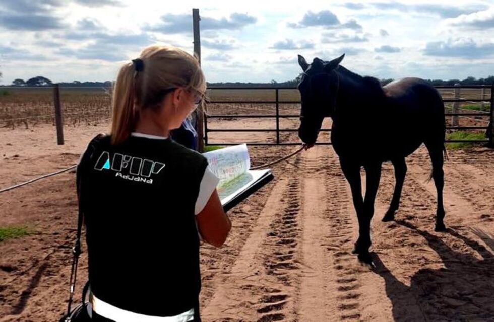 La Aduana investiga a empresas de Mendoza y Córdoba por importaciones irregulares