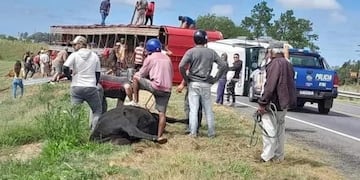 Vecinos carnearon animales en la banquina