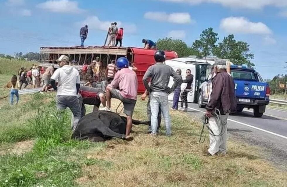 Un camión con vacas volcó a la altura de Villada y vecinos faenaron animales en la ruta