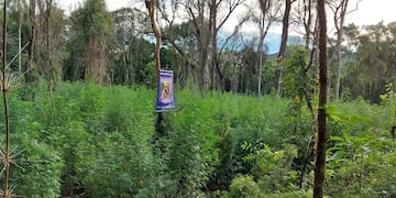 Dos Hermanas: descubrieron un cultivo de marihuana, hay dos detenidos