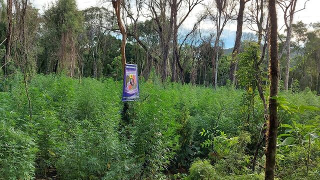 Dos Hermanas: descubrieron un cultivo de marihuana, hay dos detenidos