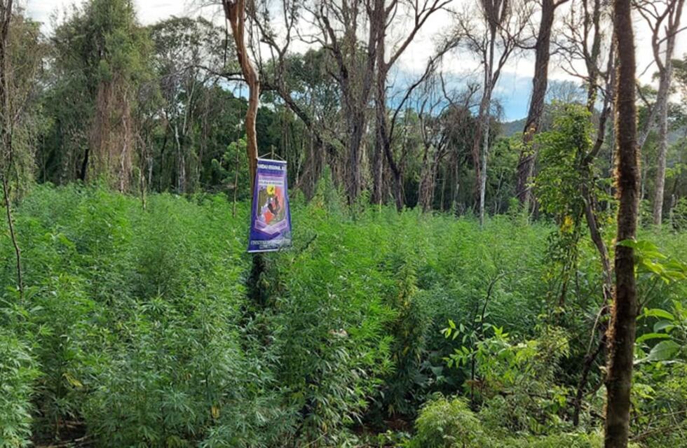 Dos Hermanas: descubrieron un cultivo de marihuana, hay dos detenidos