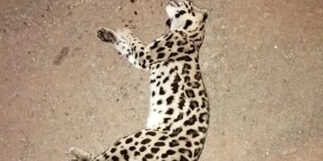 Murió atropellado un gato margay en Puerto Iguazú.