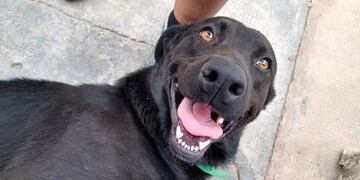 Una vecina del departamento de Tunuyán fue sancionada por la Justicia por atar a su perro y arrastrarlo varias cuadras. Deberá entregar a una ONG 1000 kilos de alimentos para perro. Gentileza