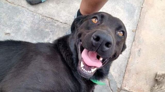Una vecina del departamento de Tunuyán fue sancionada por la Justicia por atar a su perro y arrastrarlo varias cuadras. Deberá entregar a una ONG 1000 kilos de alimentos para perro. Gentileza