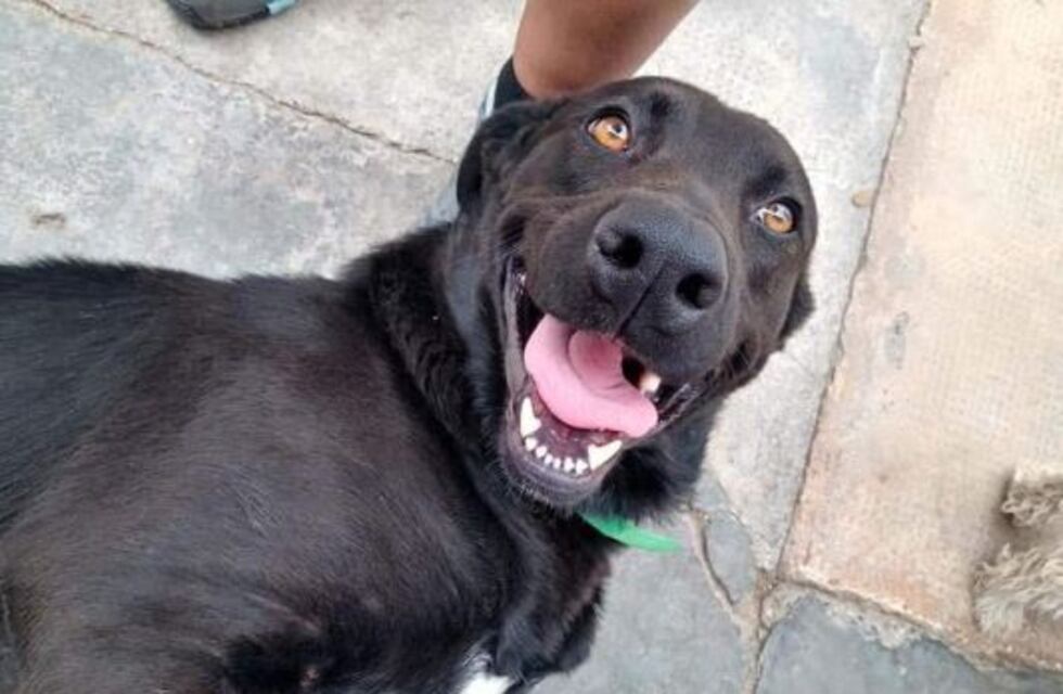 La Justicia sancionó a una mujer que ató a su perro al auto y lo arrastró varias cuadras