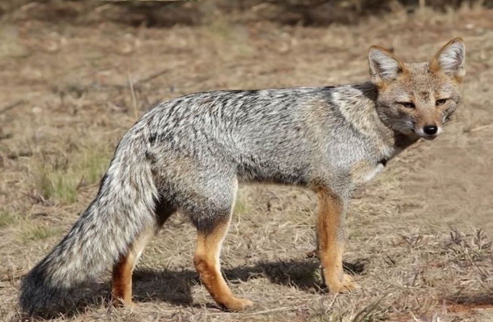 Corrientes: un zorro quedó atrapado en un extraño lugar tras cruzar la Ruta 123