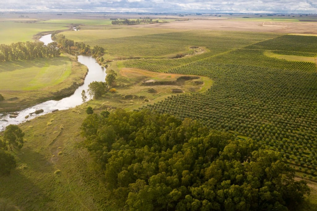 María Saavedra: “Tres Arroyos tiene condiciones excepcionales para producir aceite de oliva y vinos de calidad”