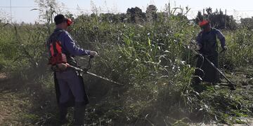 Continúan los desmalezados en Rafaela