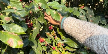 Autoridades provinciales y empresarios del sector avanzan en la diversificación productiva con una nueva alternativa agroindustrial.