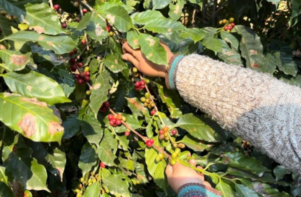 Impulsan la producción local de café