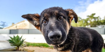 Durante septiembre el Quirófano Veterinario Móvil atenderá en Villa Arias