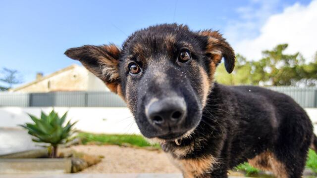 Durante septiembre el Quirófano Veterinario Móvil atenderá en Villa Arias