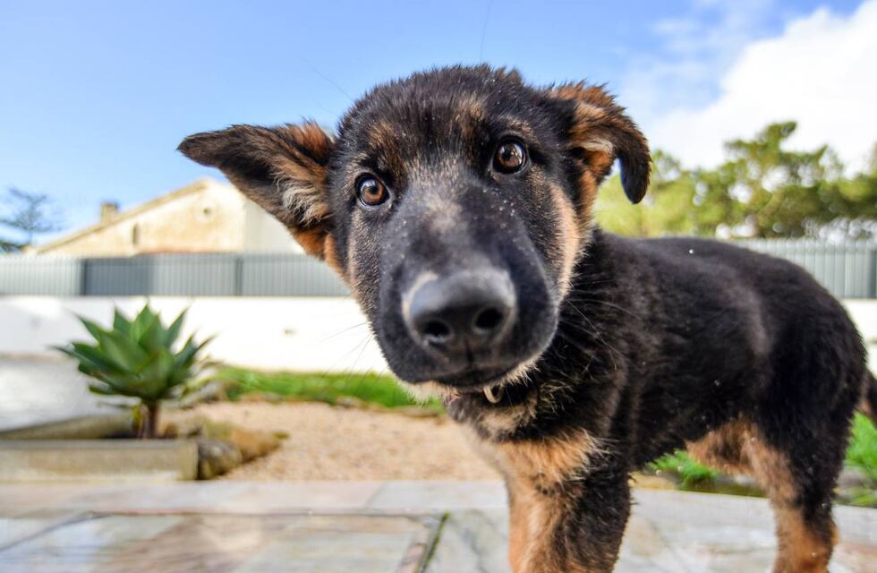 Durante septiembre el Quirófano Veterinario Móvil atenderá en Villa Arias