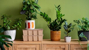 Cuál es la planta que atrae desgracias y deberías evitar en tu jardín, según el Feng Shui.