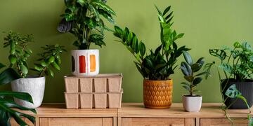 Cuál es la planta que atrae desgracias y deberías evitar en tu jardín, según el Feng Shui.