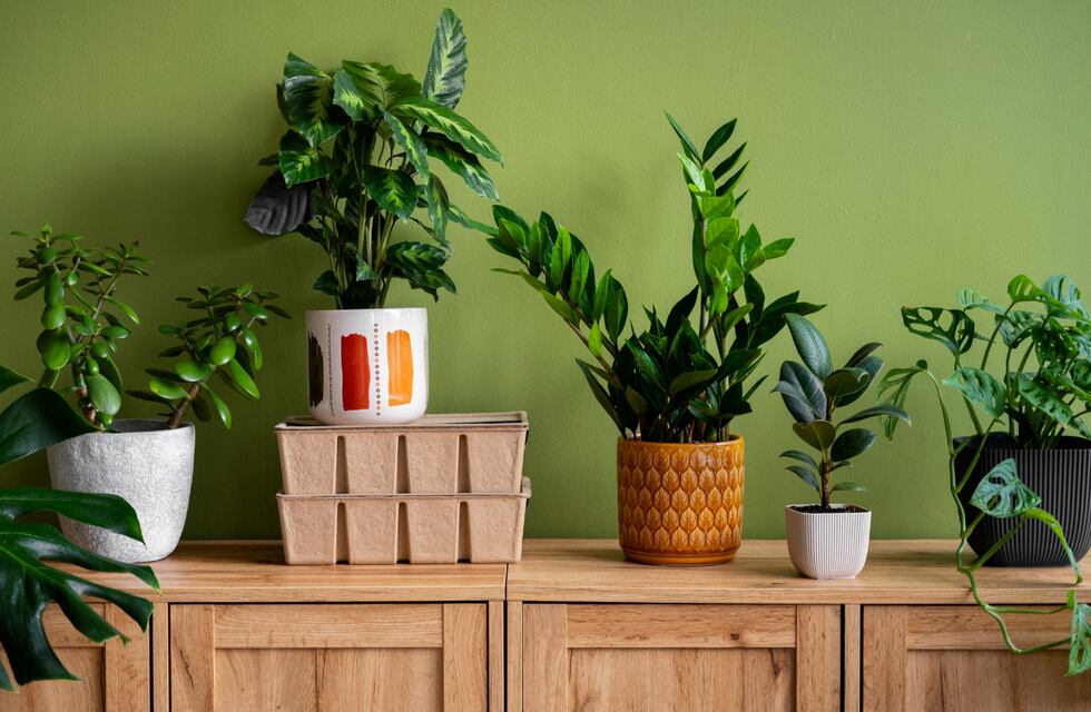 Ni rosas ni jazmines: cuál es la planta que atrae desgracias y deberías evitar en tu casa, según el Feng Shui