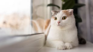 Por qué a los gatos no les gustan las puertas cerradas.
