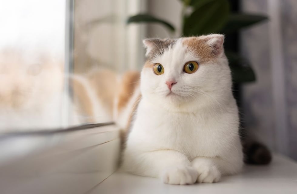 Por qué a los gatos no les gustan las puertas cerradas, según los expertos