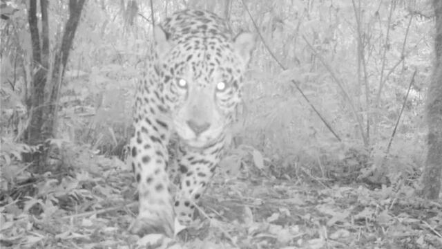 Imagen tomada por las cámaras trampa de la Fundación Biodiversidad Argentina en las yungas de Jujuy el 7 de julio de 2020.