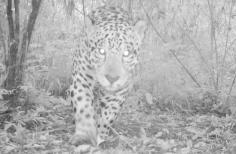 Jóvenes jujeños trabajan para la conservación del yaguareté