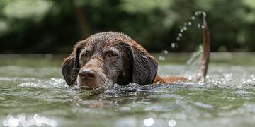 Los perros de Santiago del Estero se vieron afectados por la ola de calor el último fin de semana. (Imagen ilustrativa)