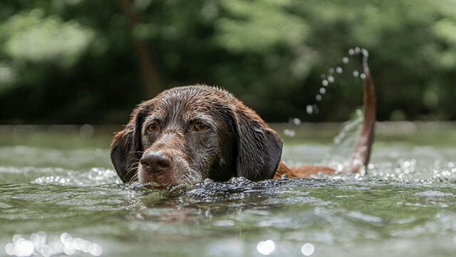 Los perros de Santiago del Estero se vieron afectados por la ola de calor el último fin de semana. (Imagen ilustrativa)
