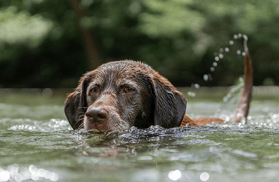 Por la ola de calor, un santiagueño bañó a un perro en un tacho en una estación de servicio y se viralizó en redes