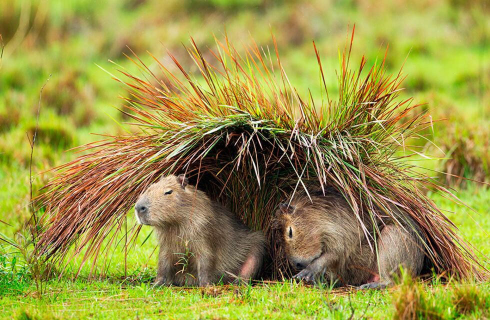 Video: apareció un carpincho albino en Corrientes y causó furor en las redes