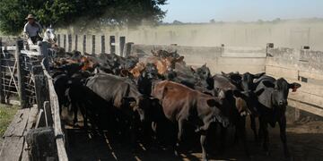 Chips para vacas y así tener un seguimiento mas certero en la información de cada animal.