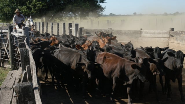 Chips para vacas y así tener un seguimiento mas certero en la información de cada animal.