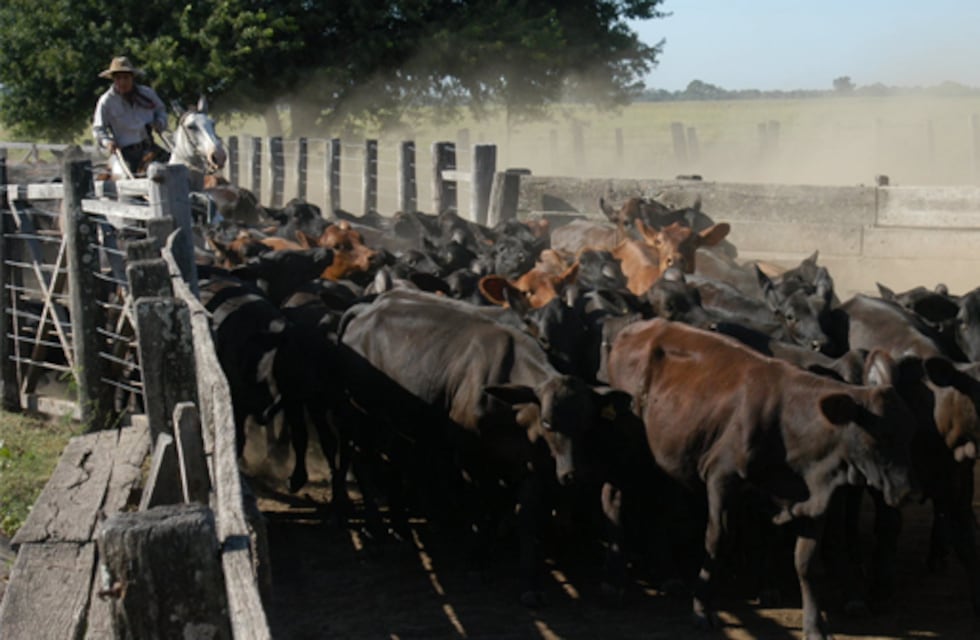 Etiquetas RFID en la identificación de animales