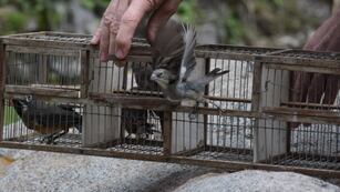Aves liberadas en el Tatu Carreta