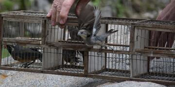 Aves liberadas en el Tatu Carreta