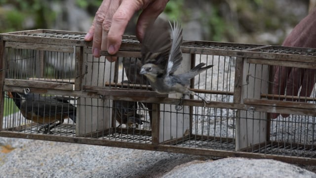 Aves liberadas en el Tatu Carreta